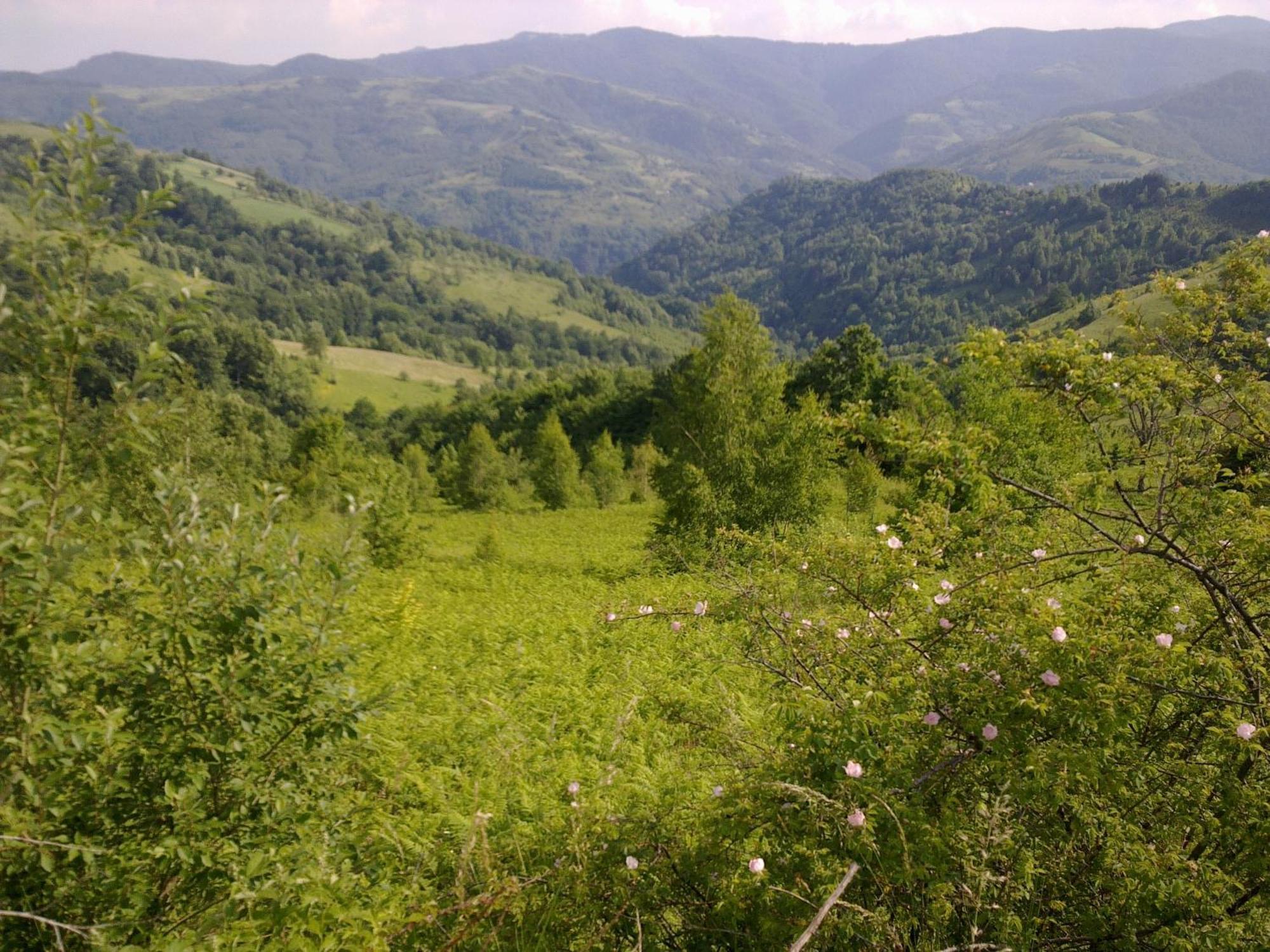 Hotel Javor Kušići Dış mekan fotoğraf